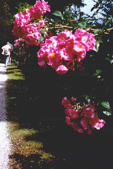 Wenn die Rosen erblühn auf der Roseninsel ... (Juli 2006)