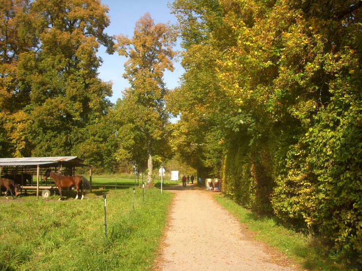 Pferdekoppel am Hans-Albers-Weg  (Oktober 2014)