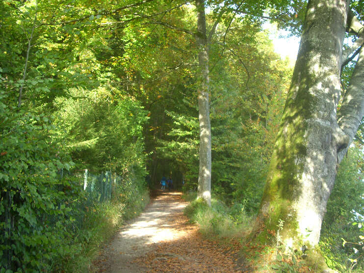 Seeuferweg bei Garatshausen (September 2014)