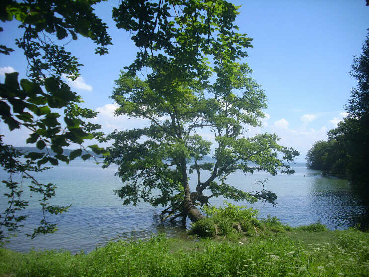 Starnberger See beim Park Feldafing Nord (Juli 2015)